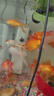 森森（SUNSUN）魚(yú)缸過(guò)濾器凈水循環(huán)三合一內(nèi)置小型水族箱過(guò)濾系統(tǒng)XQP-1500F 23W 曬單實(shí)拍圖