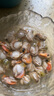 福字號【大連】冷凍扇貝肉帶黃帶卵凈重2斤大號40-80粒/袋 燒烤深海餐桌 曬單實(shí)拍圖