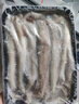 森農樂(lè )豆腐魚(yú)舟山特產(chǎn)龍頭魚(yú)鮮活冷凍海鮮水產(chǎn)九肚魚(yú)生鮮海魚(yú)水潺3斤裝 凈重1500g【鮮肥嫩滑】 曬單實(shí)拍圖