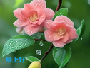 威猛先生（Mr Muscle） 潔廁寶 38g*10塊 百草香型 藍(lán)泡泡潔廁塊 廁所馬桶清潔祛垢 曬單實(shí)拍圖