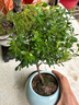 小葉赤楠盆景金絲楠木老樁盆栽大棵辦公室內(nèi)桌面綠植花卉四季好養(yǎng) 特A級小葉赤楠（藍(lán)色冰裂紋盆）送底座+肥料 曬單實(shí)拍圖