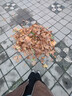 燦圖美拉德夾克皮衣外套女春秋季新款美式潮流cleanfit寬松休閑上衣服 棕色 L 曬單實(shí)拍圖