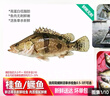 品鮮肴淡水魚(yú)生態(tài)小桂魚(yú)鱖魚(yú)桂花魚(yú)鰲花魚(yú) 漁民捕獲鮮活魚(yú)現殺水產(chǎn)生鮮 凈膛三去1200g （3-6條）小桂魚(yú) 曬單實(shí)拍圖