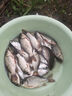 民間藝人魚(yú)鉤子線雙鉤成品仕掛鉤成品子線魚(yú)鉤綁好金袖鉤手工綁制魚(yú)線線組 金袖有刺4.0號(hào)鉤-0.8子線 曬單實(shí)拍圖