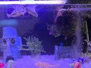 深水龜黃耳龜吃糞龜魚(yú)缸混養活體龜水族觀(guān)賞寵物小烏龜活物 貴族1只 3-4cm 曬單實(shí)拍圖