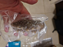 久年大連即食海參1斤8-12只遼刺參京東自營(yíng) 固形物超85% 生鮮海鮮盒裝 曬單實(shí)拍圖
