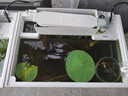碗蓮種子水培花卉植物四季開(kāi)花盆栽室內水生水養易活睡蓮荷花種子 成活100%【10-13大粒開(kāi)口混色】 曬單實(shí)拍圖