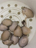 新鮮小鮑魚(yú)鮑魚(yú)鮮活冷凍中小鮑魚(yú)鮮活急速冷凍鮑魚(yú)食材 25只鮑魚(yú)【5-10g左右/個(gè)】 曬單實(shí)拍圖