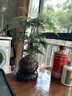開(kāi)時(shí)果 文竹盆栽桌面擺件盆景 辦公室植物竹子水培綠植盆景源頭直發(fā)包郵 【推薦款】舍得紫砂盆+苔蘚+底座 曬單實(shí)拍圖
