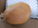 京鮮生 新疆庫爾勒香梨 凈重4斤 單果120g+ 生鮮水果 禮盒裝 曬單實拍圖