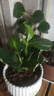 寶蓮燈花盆栽四季帶苞開(kāi)花美丁花觀(guān)賞花寶蓮燈好養國產(chǎn)客廳 中苗15cm左右原土發(fā)貨 曬單實(shí)拍圖