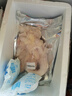 綠之邦（Luzhibang） 內(nèi)蒙古牛蹄筋600g凈重 新鮮黃牛肉筋生牛蹄筋腳板筋烤肉火鍋食材 曬單實拍圖