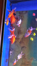 冷水鸚鵡魚招財魚血鸚鵡紅金魚冷水觀賞魚活體魚苗好養(yǎng)耐活發(fā)財魚 冷水血鸚鵡3條【19-21cm】 曬單實拍圖