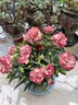 康乃馨盆栽花苗重瓣帶花苞四季開(kāi)花室內陽(yáng)臺花卉植物好養活多年生 玫紅 帶花苞發(fā)12cm口徑盆 含盆 曬單實(shí)拍圖