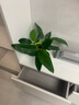 大葉金鉆綠公主盆栽水培綠植物客廳臥室內(nèi)桌擺懶人花卉綠蘿除甲醛 大金鉆30-40厘米高送白螺紋盆 曬單實拍圖