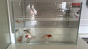 坤寧王金晶超白玻璃魚缸桌面造景小魚缸家用客廳裸缸一體缸30*17*20cm 曬單實拍圖