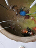 海甲衛（HAKAWIN）魚(yú)缸氧氣泵超靜音氧氣泵魚(yú)缸小型家用增氧泵大氣量 AT-770 曬單實(shí)拍圖