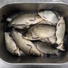 川澤羅非蘆葦魚漂高靈敏短腳細長身輕口猾口底釣醒目鯽魚黑坑魚漂 LW01-1(大棚猾口,吃鉛0.77g) 高靈敏陳年蘆葦 曬單實拍圖