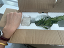 八芽小葉梔子花盆栽開花植物室內(nèi)桌面茶幾好養(yǎng)花卉綠植辦公室凈化空氣 小葉梔子花-陶瓷豎紋盆 帶盆栽好 曬單實拍圖