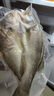 鮮京采三去海鱸魚3斤/3條 生鮮魚類 白蕉鱸魚地標(biāo) 無冰凈重3斤 源頭直發(fā) 曬單實拍圖