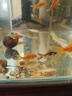 【特價魚】養(yǎng)不死的草金魚觀賞魚招財小金魚批發(fā)耐活好養(yǎng)冷水活魚 3-5 厘米 10 條送備損 曬單實拍圖