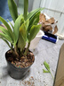 劉閣蘭花七彩香水石斛蘭花冬帶花苞好養(yǎng)綠植濃香型石斛內(nèi)外花卉盆栽綠植 5苗七彩石斛年底開花 原盆發(fā)貨 曬單實(shí)拍圖