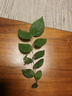 榮耀 6A大電流數據線(xiàn) 雙口Type-C數據線(xiàn)  1米線(xiàn)長(cháng) 環(huán)保安全 適配榮耀華為蘋(píng)果小米手機平板電腦 曬單實(shí)拍圖
