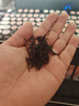采茶伯茶葉 金駿眉紅茶500g 濃香蜜香2025新茶武夷黃芽葉袋裝送禮自己喝 曬單實拍圖
