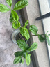 美樂(lè )棵植物通用營(yíng)養液磷酸二氫鉀花肥肥料綠蘿發(fā)財樹(shù)植物營(yíng)養液500ML 曬單實(shí)拍圖