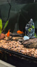 瘋狂水草魚(yú)缸造景石頭鵝卵石裝飾溪流石千層松皮石青龍石假山烏龜曬臺擺件 千層石 約4斤 （8-12cm） 曬單實(shí)拍圖