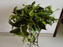 行湘綠蘿盆栽新房綠植盆栽?xún)艋諝?360#綠蘿1盆+透明吸水盆 源頭直發(fā) 曬單實(shí)拍圖