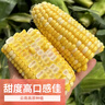 滇味十足（DIANWEISHIZU）水果玉米甜玉米云南金銀雙色新鮮甜嫩水果玉米棒鮮玉米茄果瓜 金銀雙色 精選大果7根 曬單實(shí)拍圖