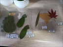 威爾基植物標本樹(shù)葉標本葉子書(shū)簽干花diy干樹(shù)葉材料成品手工干花裝飾 12枚樹(shù)葉標本【款式不重復】 無(wú)規格 曬單實(shí)拍圖
