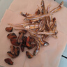 小海故事 海虹干凈含量250g/袋 源頭直發(fā) 淡菜干青口貝 海鮮干貨 曬單實(shí)拍圖