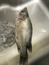 鮮活沖浪河鱸魚400-500g/條 曬單實(shí)拍圖