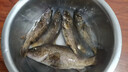 翎喏德國路亞假餌t尾軟餌夜光遠(yuǎn)投鱸鱖魚熒光軟蟲曲柄鉛頭鉤仿生魚餌 夜光款_綠色_5.5cm_(50條) 曬單實(shí)拍圖