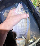天元正品千川鯉四代超輕碳素釣魚(yú)竿4代全水域綜合竿野釣水庫黑坑手桿 （5H 28調）5.4米+竿稍禮品 曬單實(shí)拍圖