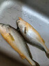 東上御品 國(guó)產(chǎn) 新鮮冷凍深海整條大黃花魚(yú)凈重800g-900g/條*2條-源頭直發(fā) 曬單實(shí)拍圖