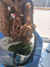 森森（SUNSUN）多功能潛水泵魚(yú)缸上濾用增氧小型水族箱抽水泵三合一過(guò)濾器水泵 升級款6W四合一(抽水/增氧/造浪/除油膜) 曬單實(shí)拍圖
