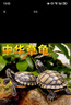 【全網(wǎng)比價(jià)】中華草龜包活精品草龜長(zhǎng)壽龜觀賞龜墨龜寵物小烏龜 草龜二只【情侶】 6-8cm 曬單實(shí)拍圖
