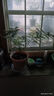 文竹盆栽室內(nèi)客廳植物花卉辦公室綠植桌面凈化空氣創(chuàng)意小盆景原盆 精選小文竹【15-22cm高】3盆+育苗盤 曬單實拍圖