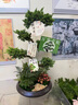 芙洛拉花園【兩小時(shí)達】五層塔松盆栽送導師青松綠植喬遷之喜開(kāi)業(yè)教師節禮物 桃李滿(mǎn)天下【精致造景老樁塔松盆景】 送老師推薦 曬單實(shí)拍圖