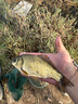 熊火打水桶8L釣魚(yú)桶可折疊便攜戶(hù)外帶繩網(wǎng)蓋活魚(yú)桶方形水桶 曬單實(shí)拍圖