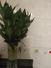 文昌竹帶根觀(guān)音竹荷花竹富貴竹水培植物辦公室內水養綠植 文昌竹4支（50-60cm) 裸根不帶土 曬單實(shí)拍圖