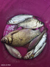 釣魚王地獄貓昆蟲蛋白魚餌秋冬腥香黑水虻幼蟲餌料鯽鯉通用餌 腥3包裝 曬單實拍圖