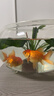 紅國獅金魚(yú)冷水魚(yú)鴻運當頭鶴頂鎏金金魚(yú)苗獅子頭好養耐活淡水金魚(yú) 紅國獅8-10cm2條送魚(yú)食 曬單實(shí)拍圖