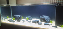 森森（SUNSUN）原生態(tài)野采溪流缸魚缸 2024新款客廳超白造景底濾魚缸 野采溪流1.2米超白底濾47寬升級(jí)燈控 納米灰 曬單實(shí)拍圖