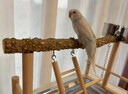 E7 生活鳥(niǎo)站架花椒木虎皮牡丹玄鳳鸚鵡站架腳鏈爬梯磨爪實(shí)木站棍互動(dòng)平臺 花椒木站架 曬單實(shí)拍圖