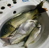 達瓦達瓦凜鳳綜合竿臺釣魚(yú)竿手竿鯽魚(yú)竿超輕超硬鯉魚(yú)竿大物竿5米4禮包 1m 6H超硬19調【狂拉硬拽】 7.2米真高碳 曬單實(shí)拍圖