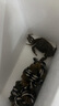 【活蟹】絕對鮮森大閘蟹鮮活螃蟹去繩足重全母蟹現貨特大湖蟹禮盒 精選大閘蟹*全母蟹2.0-2.3兩8只 曬單實(shí)拍圖